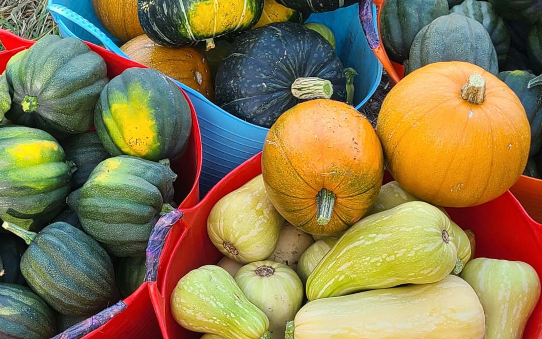 Winter Squash