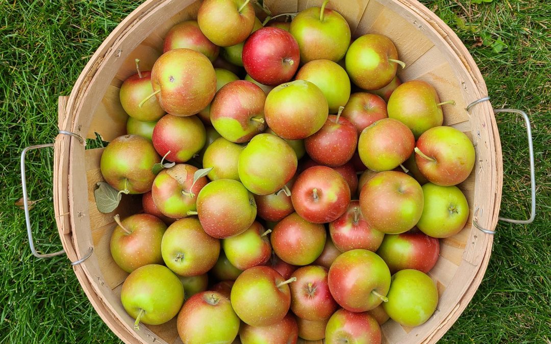 Apples