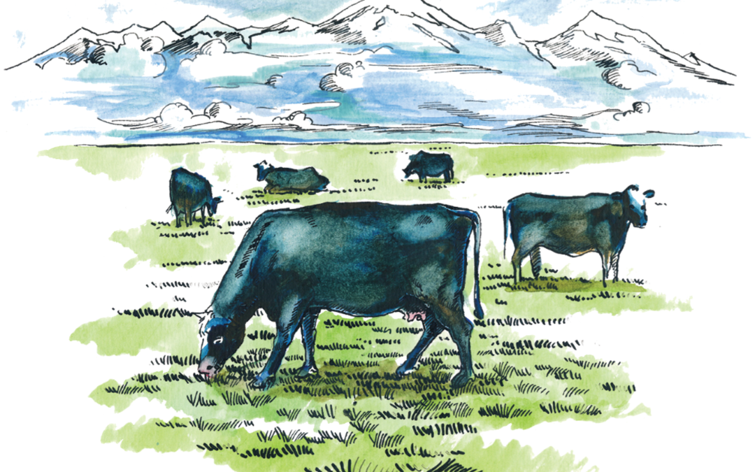 Beef & Bison
